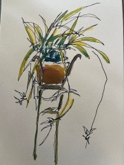 chips-spider-plant