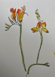 freesia