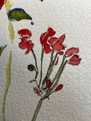 geranium