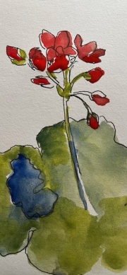 geraniums2